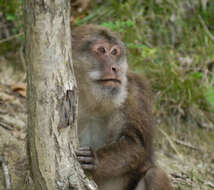 Image of Milne-Edwards’s Macaque