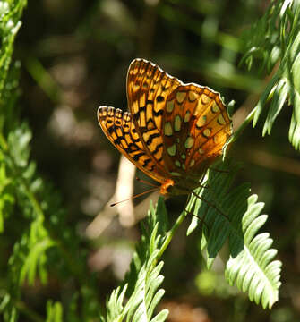 Image of Aphrodite Fritillary