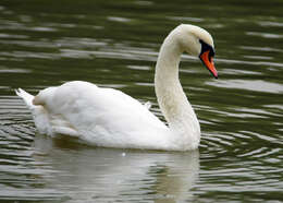 Image of Mute Swan