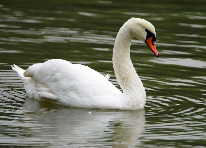 Image de Cygne muet