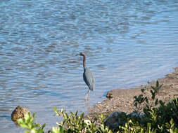 Слика од Egretta caerulea (Linnaeus 1758)