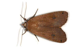 Image of Yellow Underwings