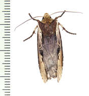 Image of Swordgrass Moths