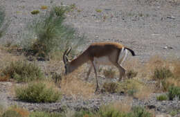 Image of Goitered Gazelle