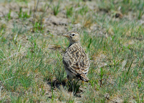 Imagem de Alauda arvensis Linnaeus 1758