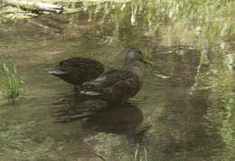 Image of Common Mallard