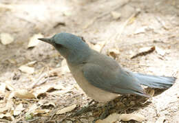 Image of Transvolcanic Jay