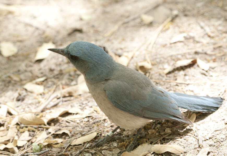 Image of Transvolcanic Jay