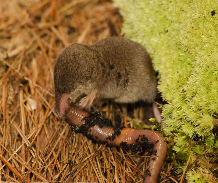 Image of Smoky Shrew