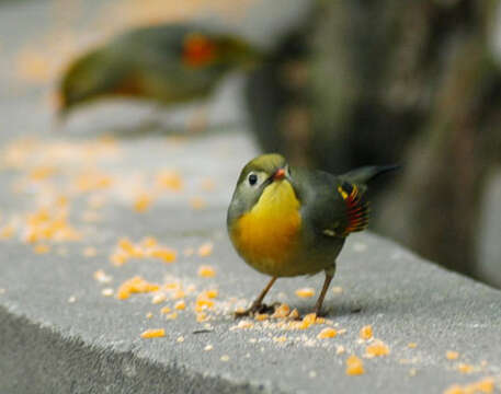 Image of Red-billed Leiothrix