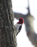 Image of Red-headed Woodpecker