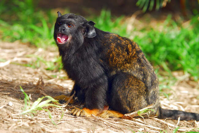 Image of Golden-handed Tamarin