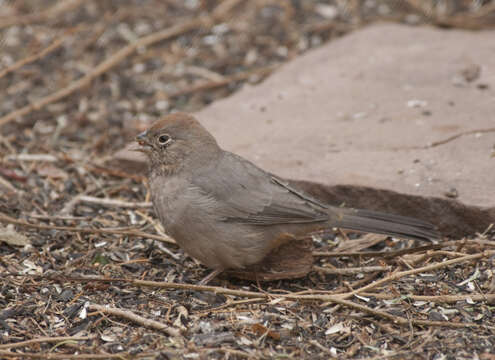 Image of Pipilo fuscus