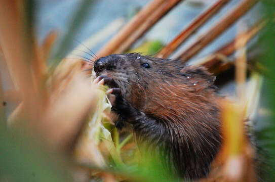 Image of muskrat