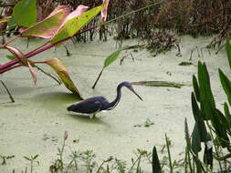 Image of Tricolored Heron