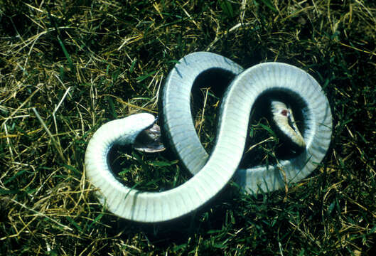 Image of North American Hog-nosed Snakes