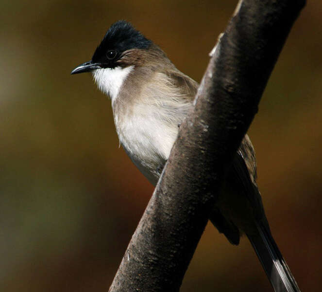 Image de Bulbul à poitrine brune