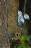 Image of Pallas's Squirrel