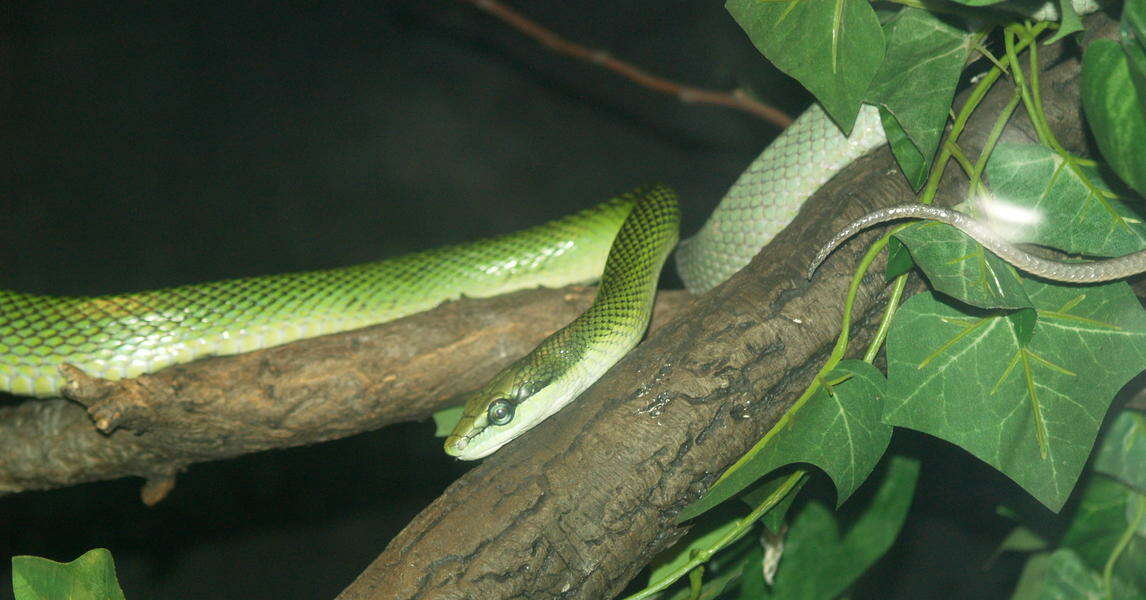 Image of New World vine snakes