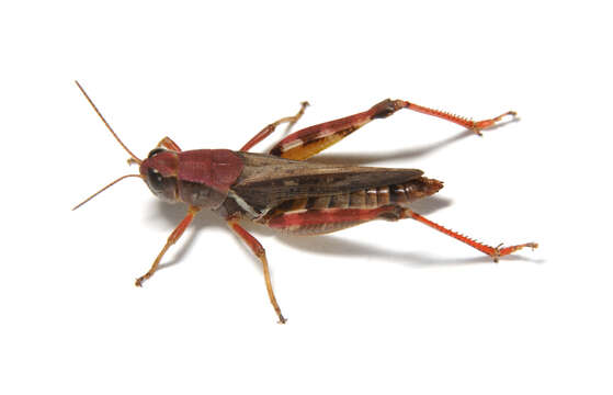 Image of Migratory Grasshopper