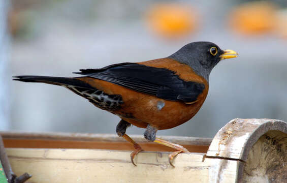 Image of Chestnut Thrush