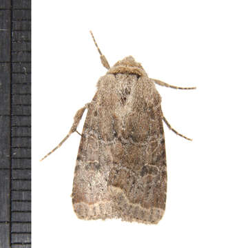 Image of Speckled Green Fruitworm Moth