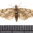 Imagem de Eupithecia columbiata Dyar 1904