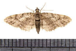 Image of Eupithecia columbiata Dyar 1904