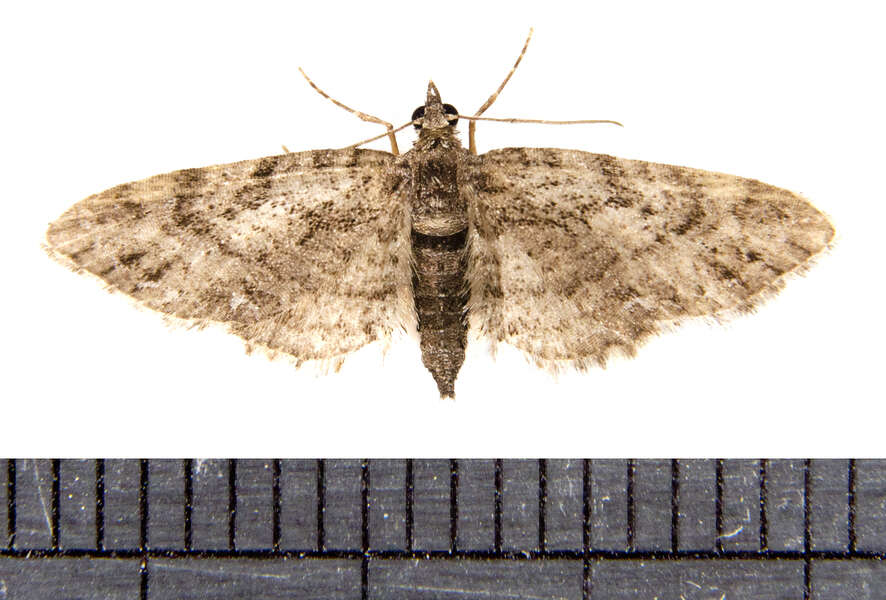 Image of Eupithecia columbiata Dyar 1904