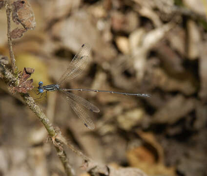 Image of Slender Spreadwing