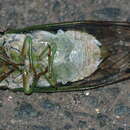 Image of dog day cicada