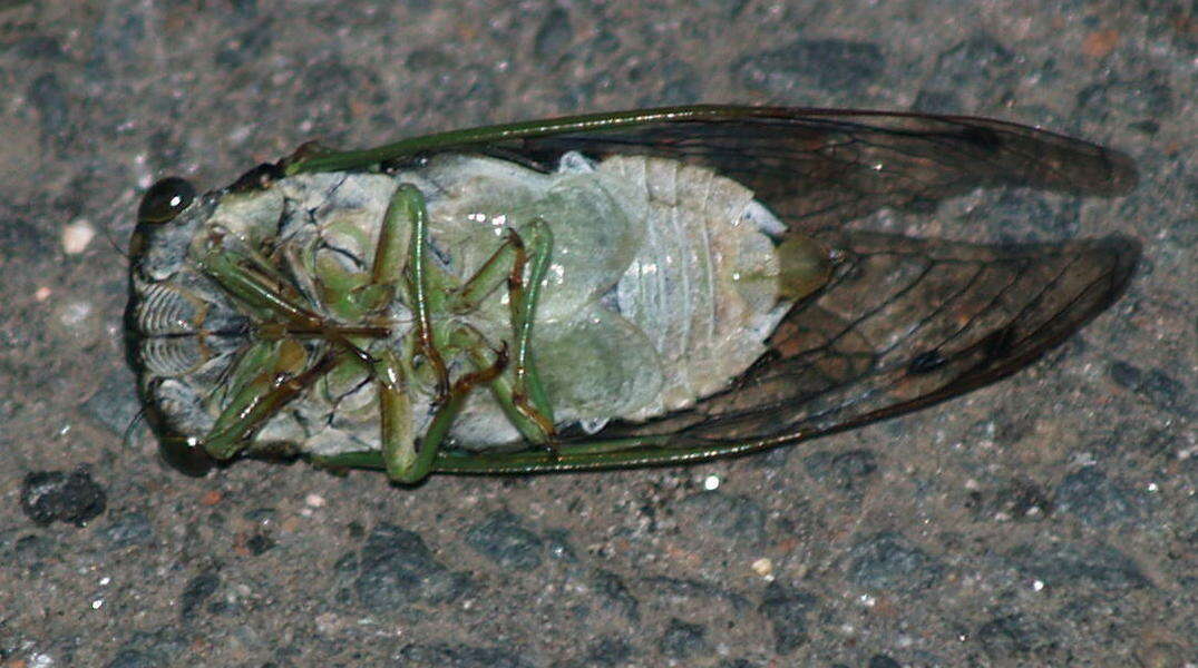 Image of Annual or Dogday Cicadas