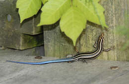 Image of skink