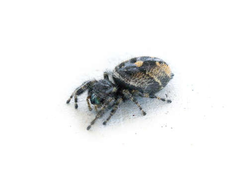 Image of Salticidae