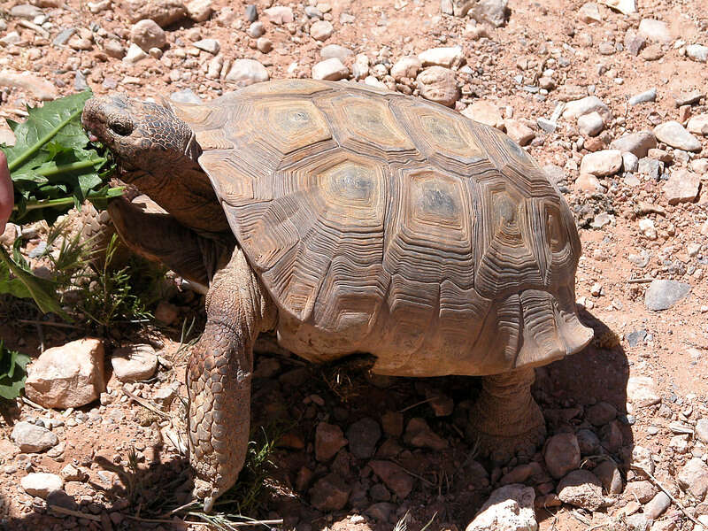 Image of Gopher Tortoises