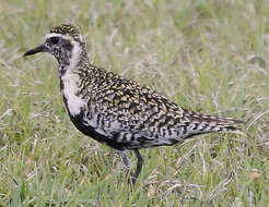 Image of Pacific Golden Plover