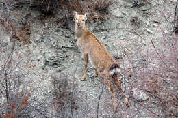 Image of sika deer