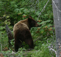 Image of American Black Bear