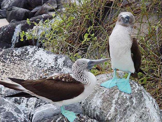 Booby, Bird, Description, Habitat, & Facts