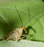 Image of scorpionflies