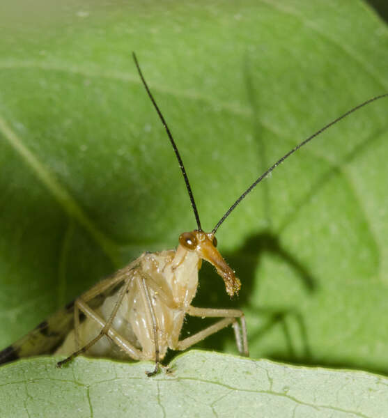 Image of scorpionflies