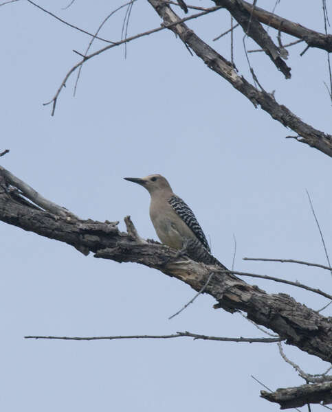 Image of Gila Woodpecker