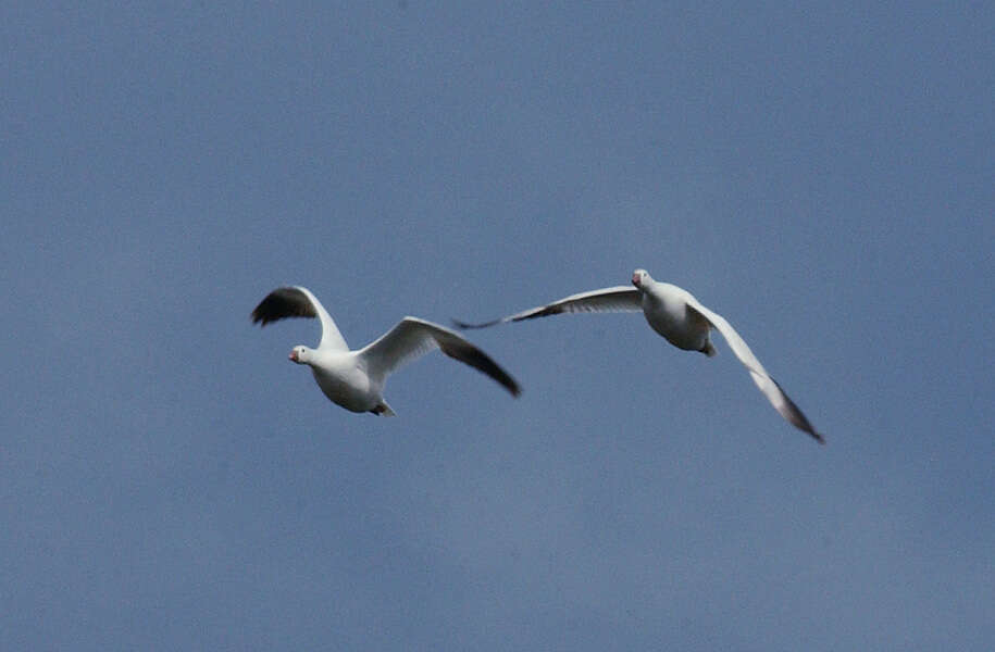 Imagem de Anser caerulescens (Linnaeus 1758)