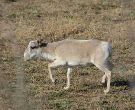 Image of Saigas