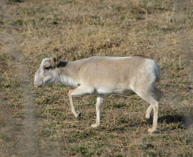 Image de Saiga Gray 1843