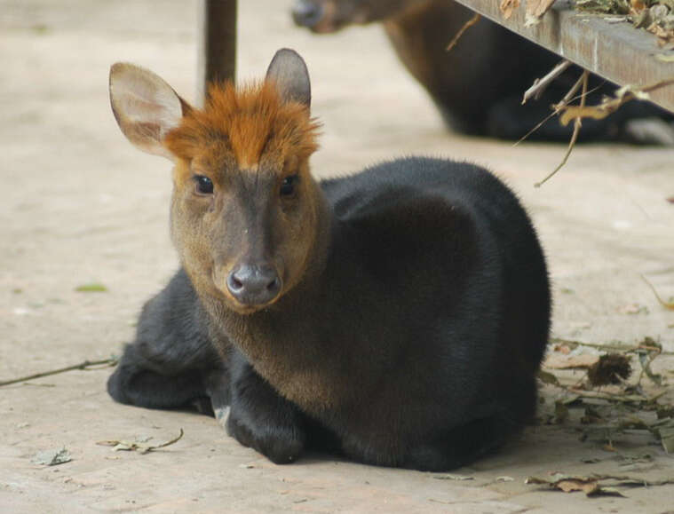 Image of Black Muntjac