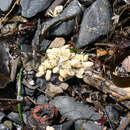 Image of whelks