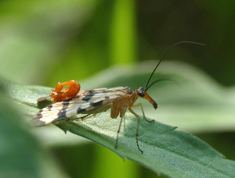 Image of scorpionflies