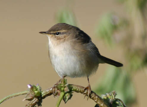 Image of Dusky Warbler