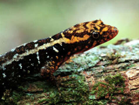 Image of American geckos